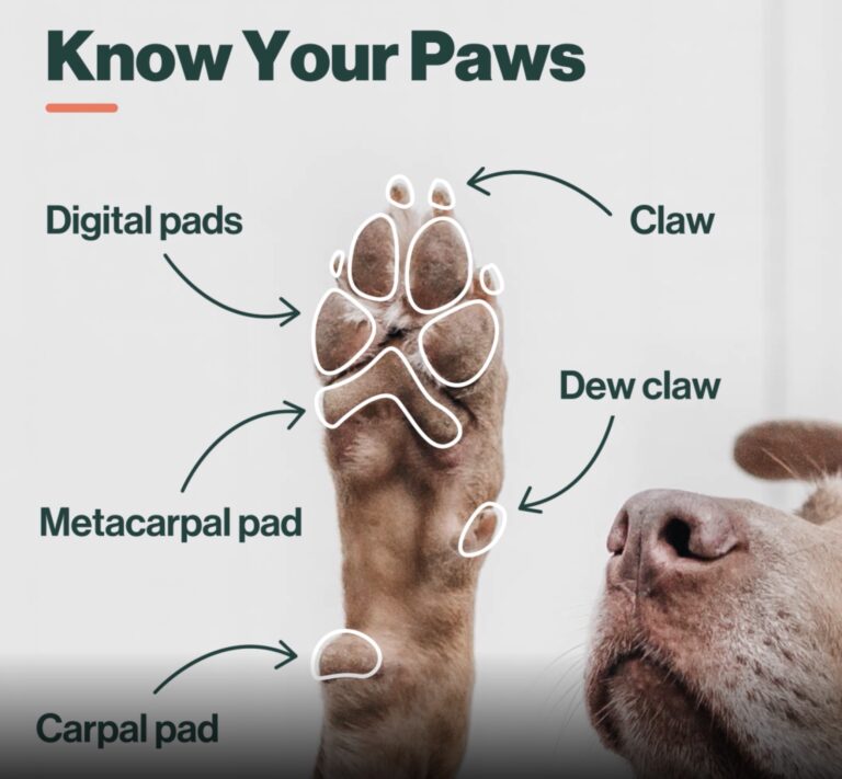 what to put on dogs paws