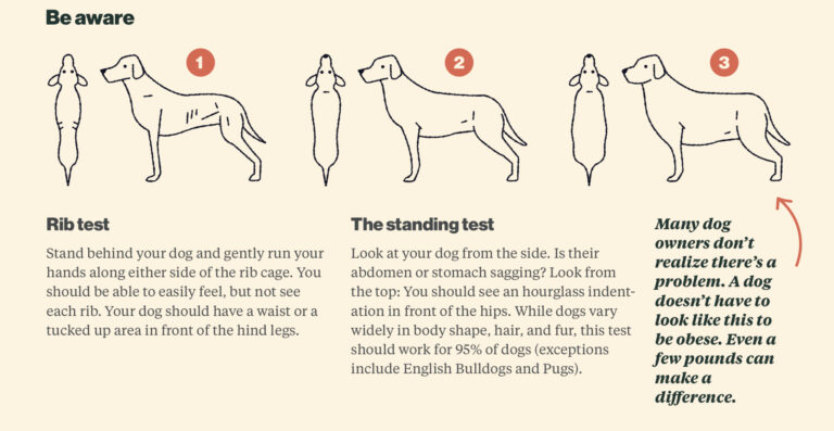 Image showing the rib test to evaluate obesity in dogs
