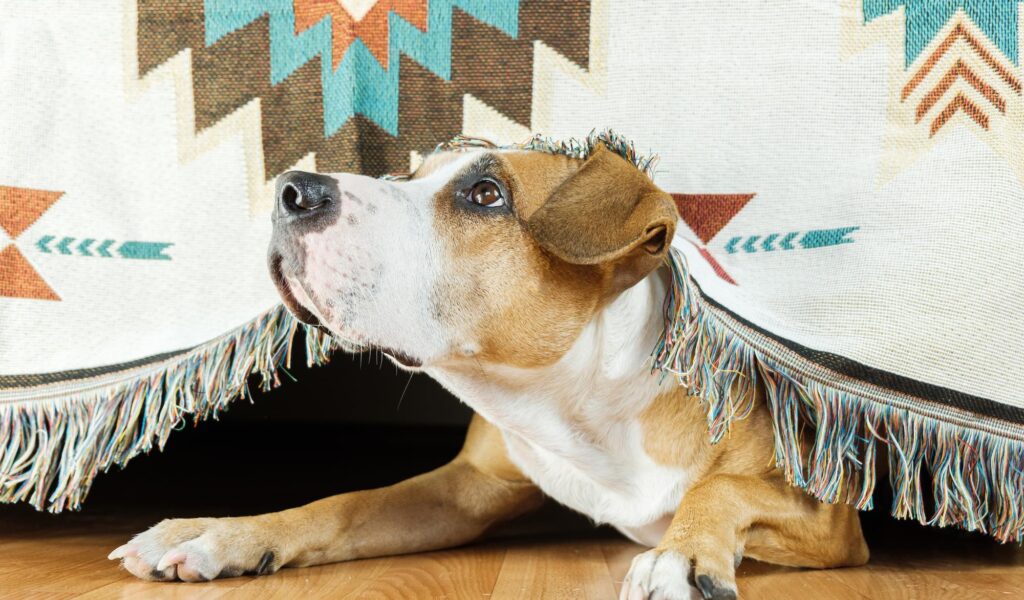 Pet Food Standards Explained: What Dog Owners Need to Know