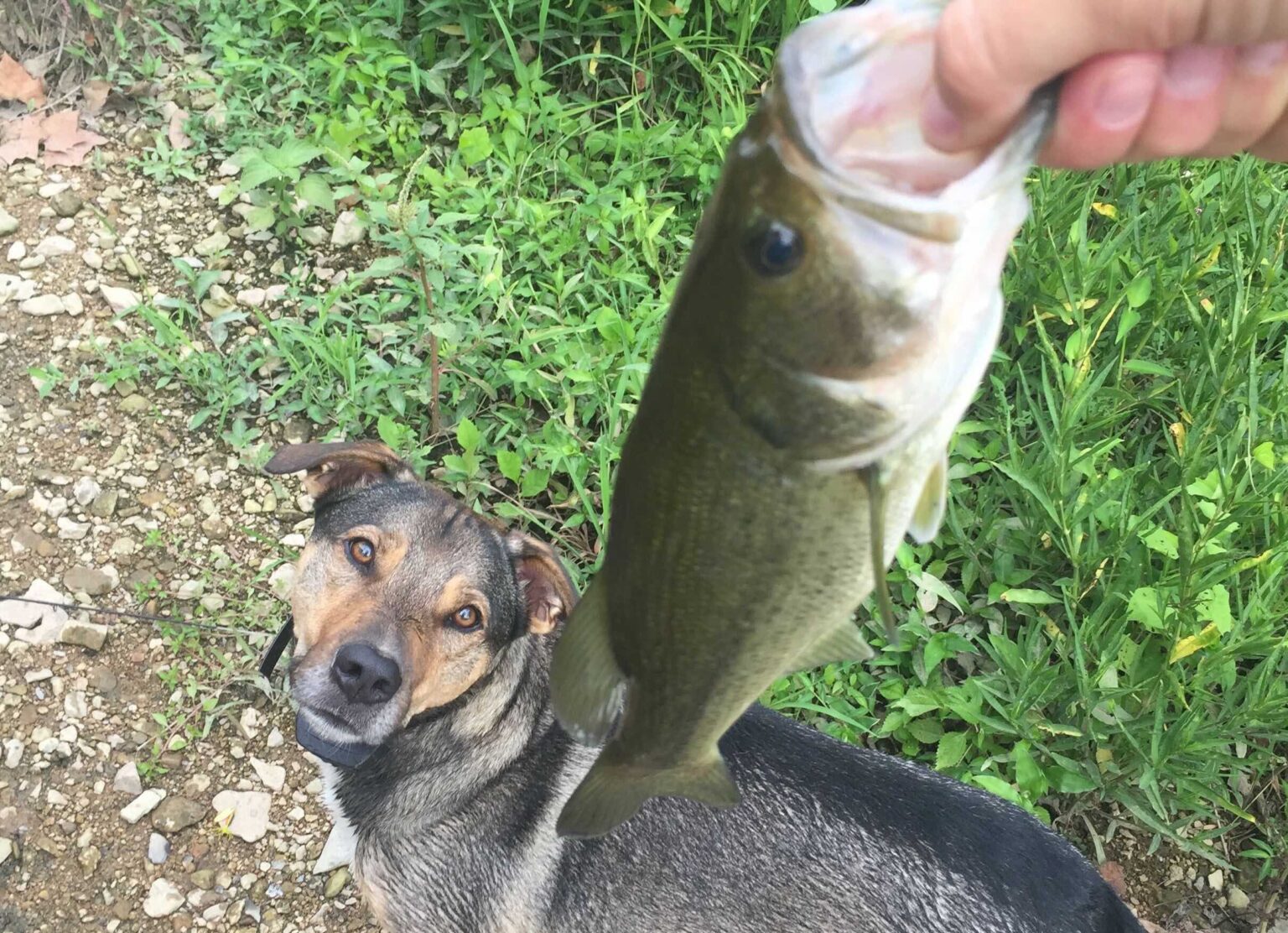 Can Dogs Eat Fish?
