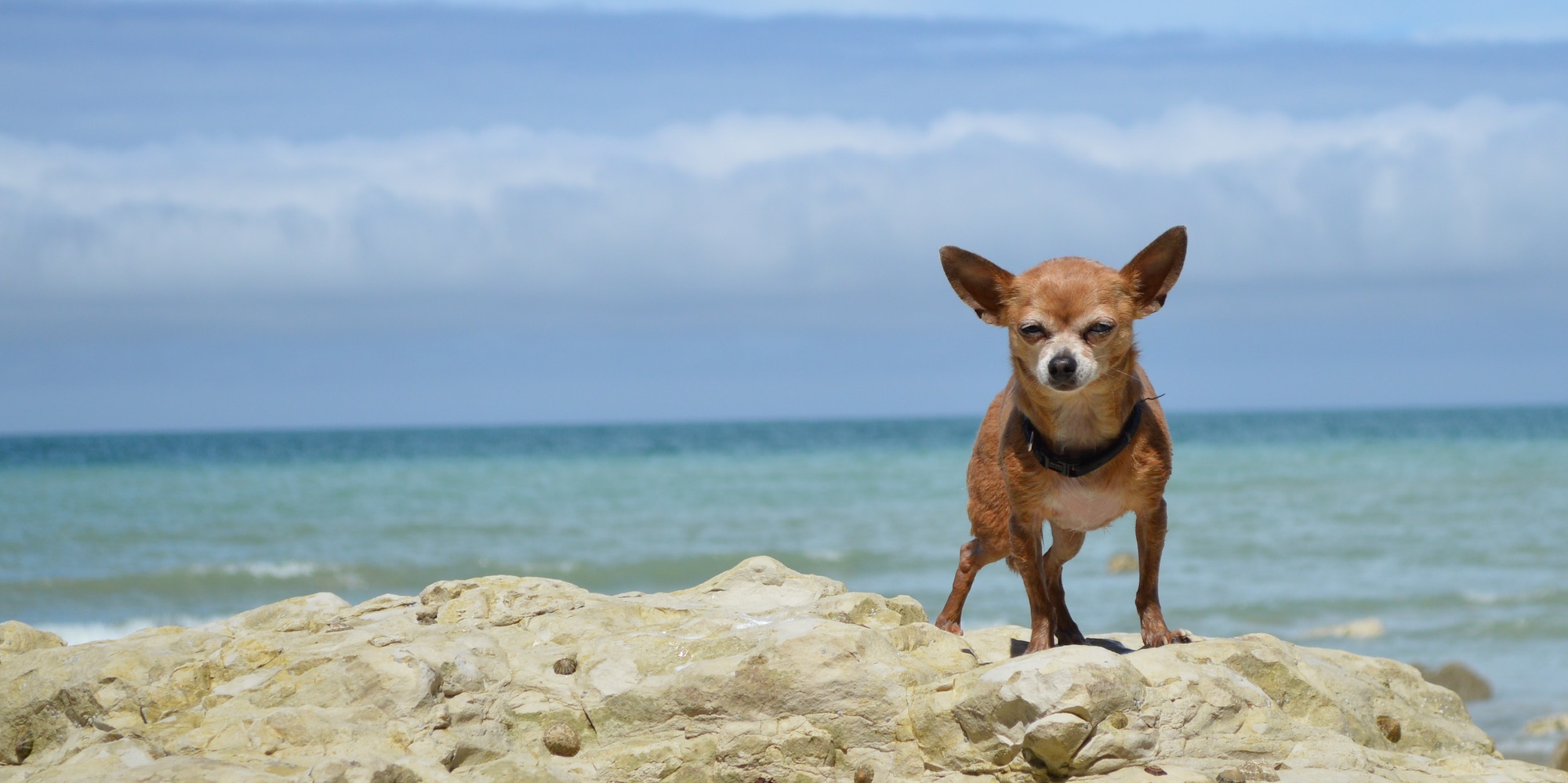 are chihuahuas good emotional support dogs