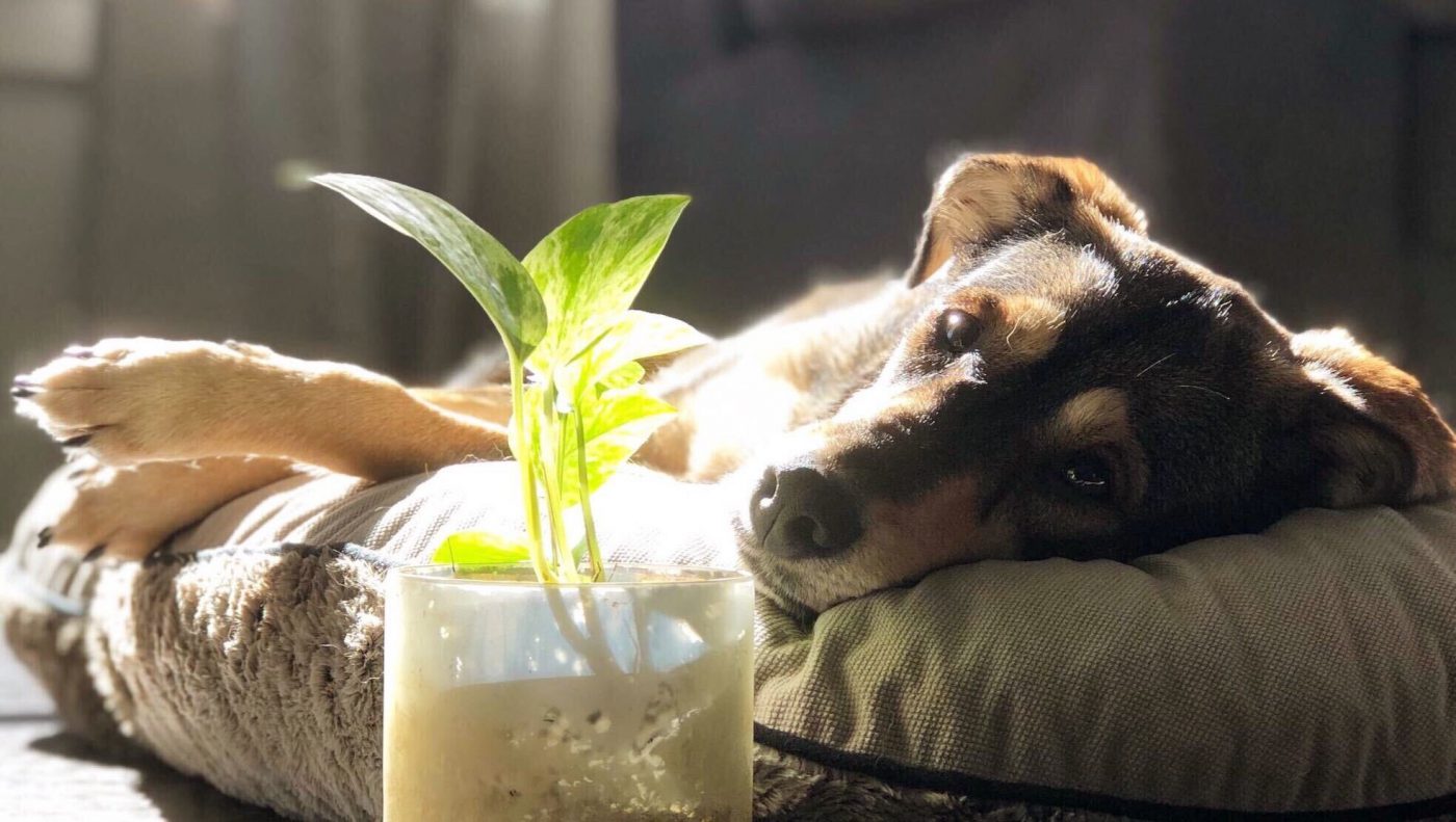 Plants Safe For Dogs Australian