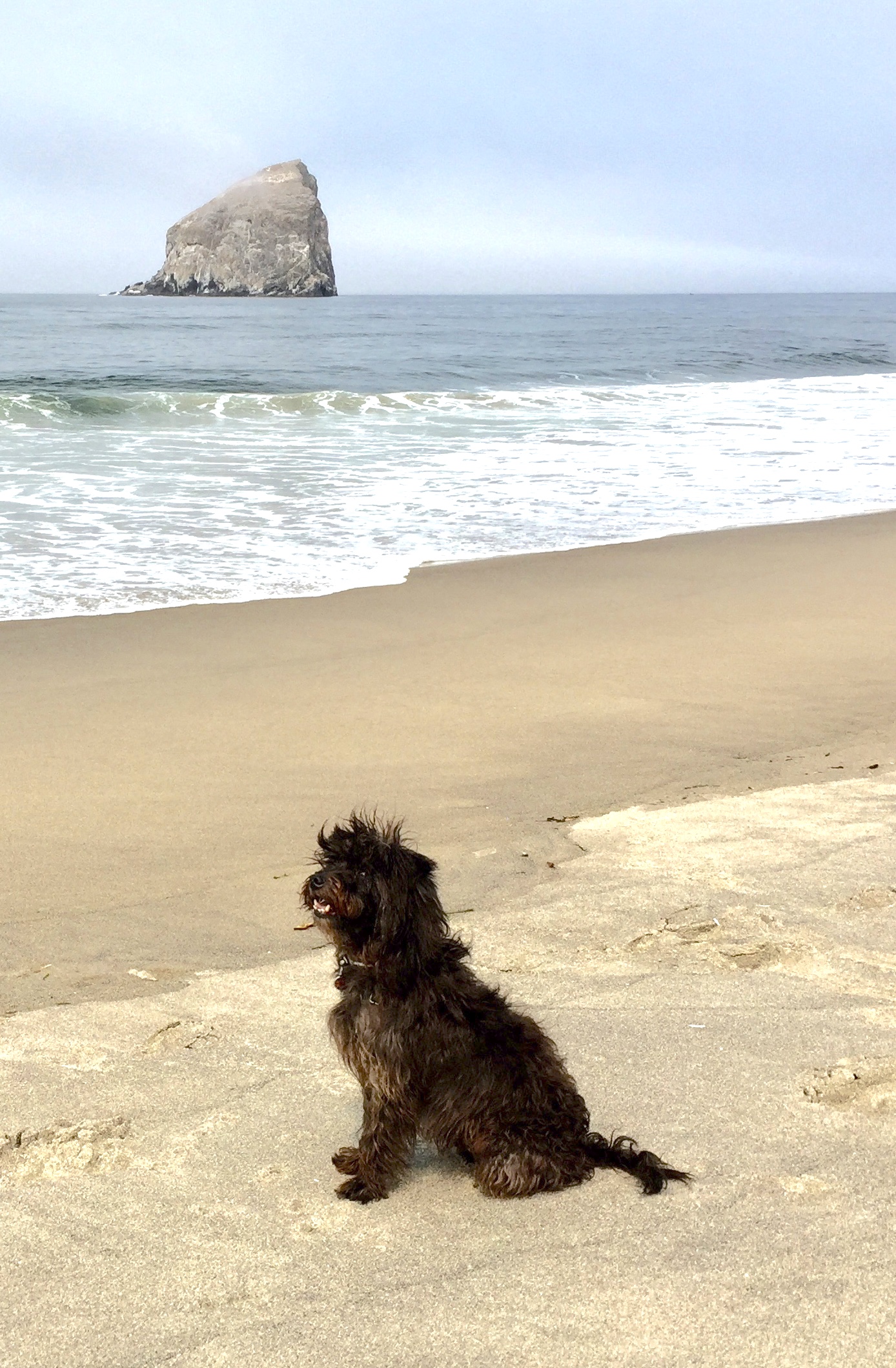 How A More Balanced and Convenient Diet Option Solved A Senior Dog s 