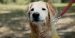 The Super Agers: Sam, the 16-Year-Old Golden Retriever
