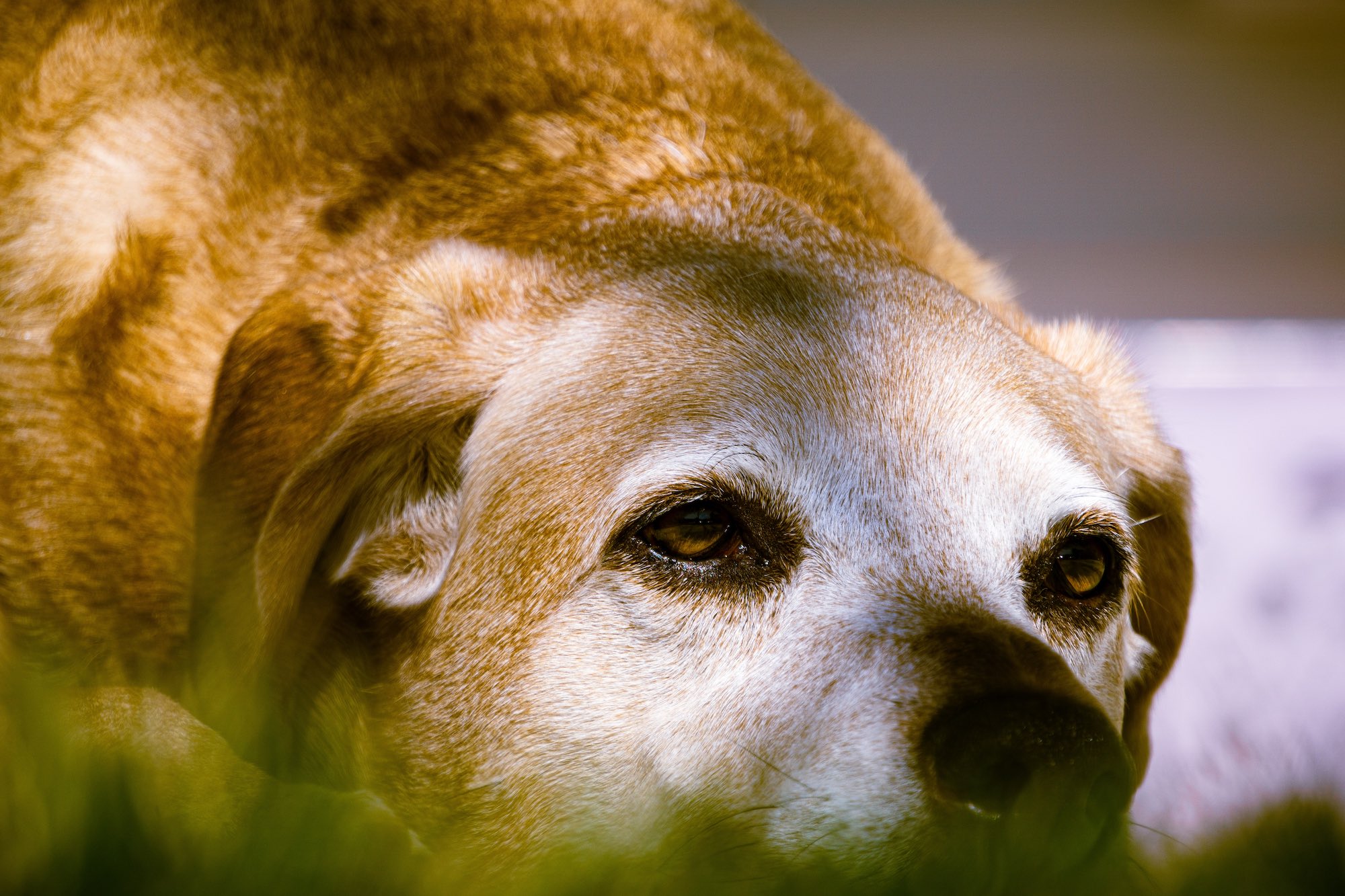 what-you-should-know-about-adopting-an-older-dog