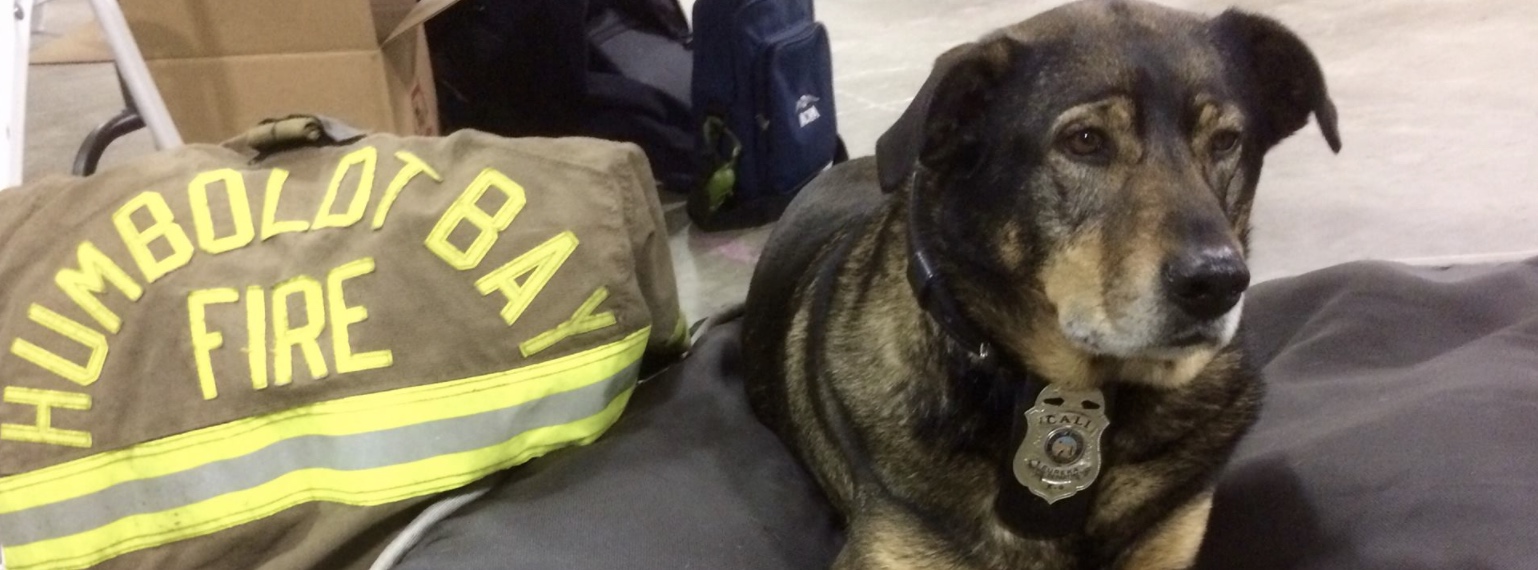 The Firefighter's Dog: Cali of Humboldt Bay Fire - The Farmer's Dog