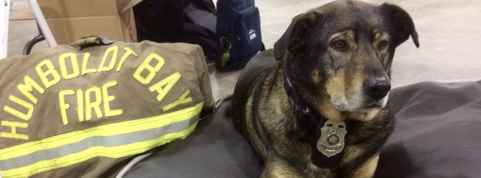 The Firefighter's Dog: Cali of Humboldt Bay Fire - The Farmer's Dog The Firefighter's Dog: Cali of Humboldt Bay Fire - The Farmer's Dog