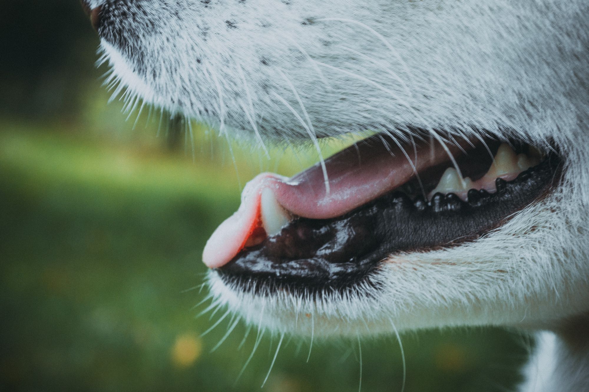 how to treat dog acne around mouth