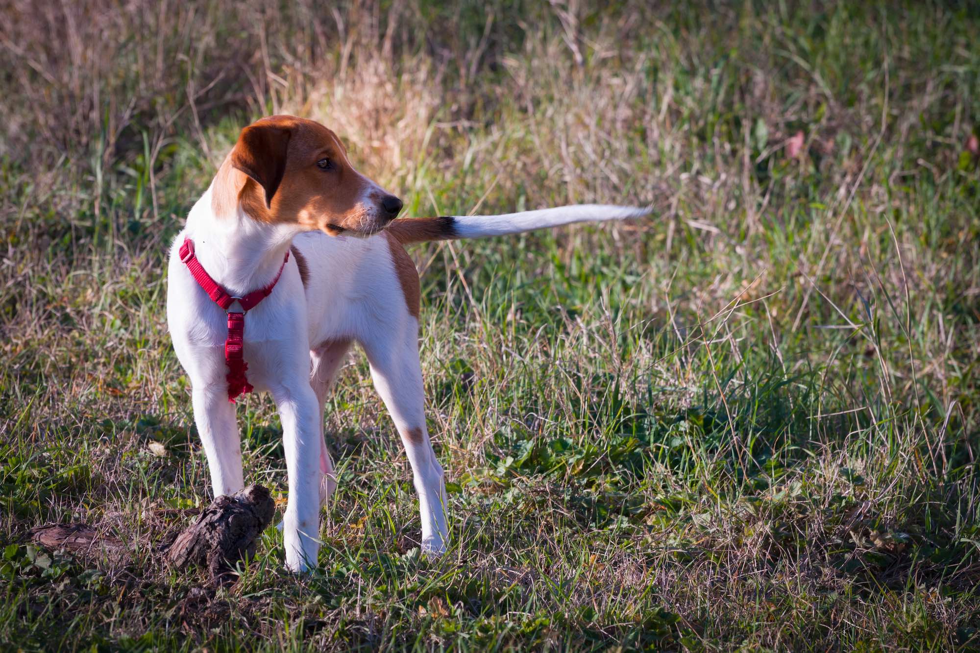 Decoding Dogs’ Tail Wags: A Visual Guide