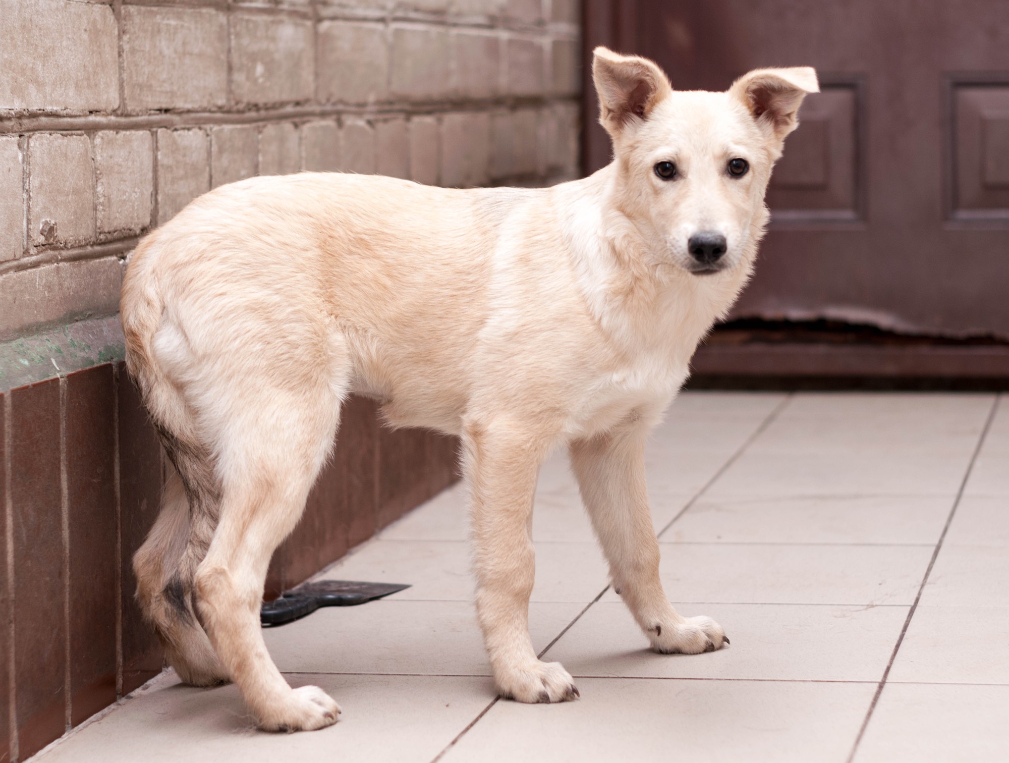 Dog Tails What They're Made Of, and What They're Trying to Tell You