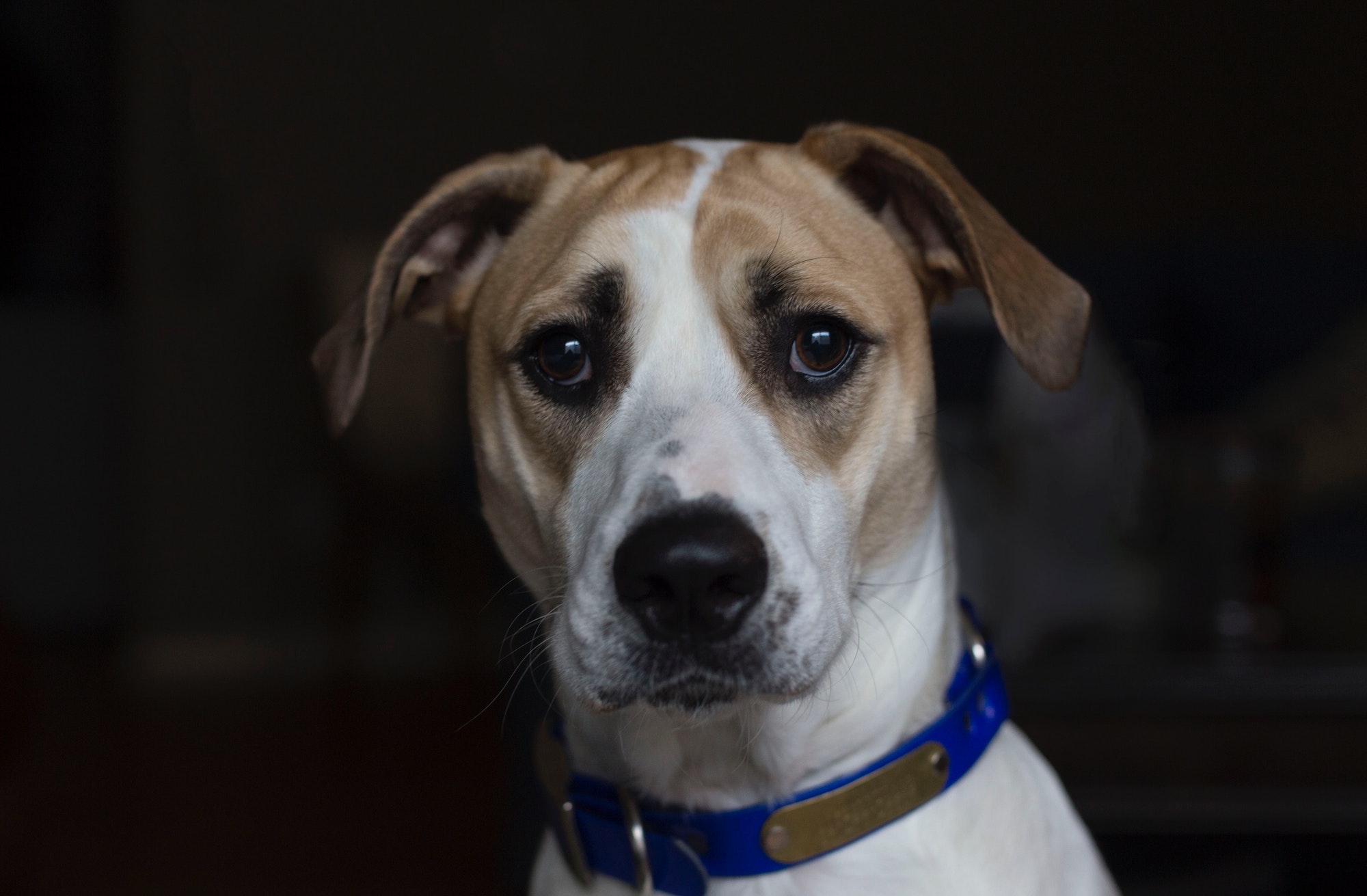 View of Pancreatitis in Dogs: Symptoms, Causes, Treatment