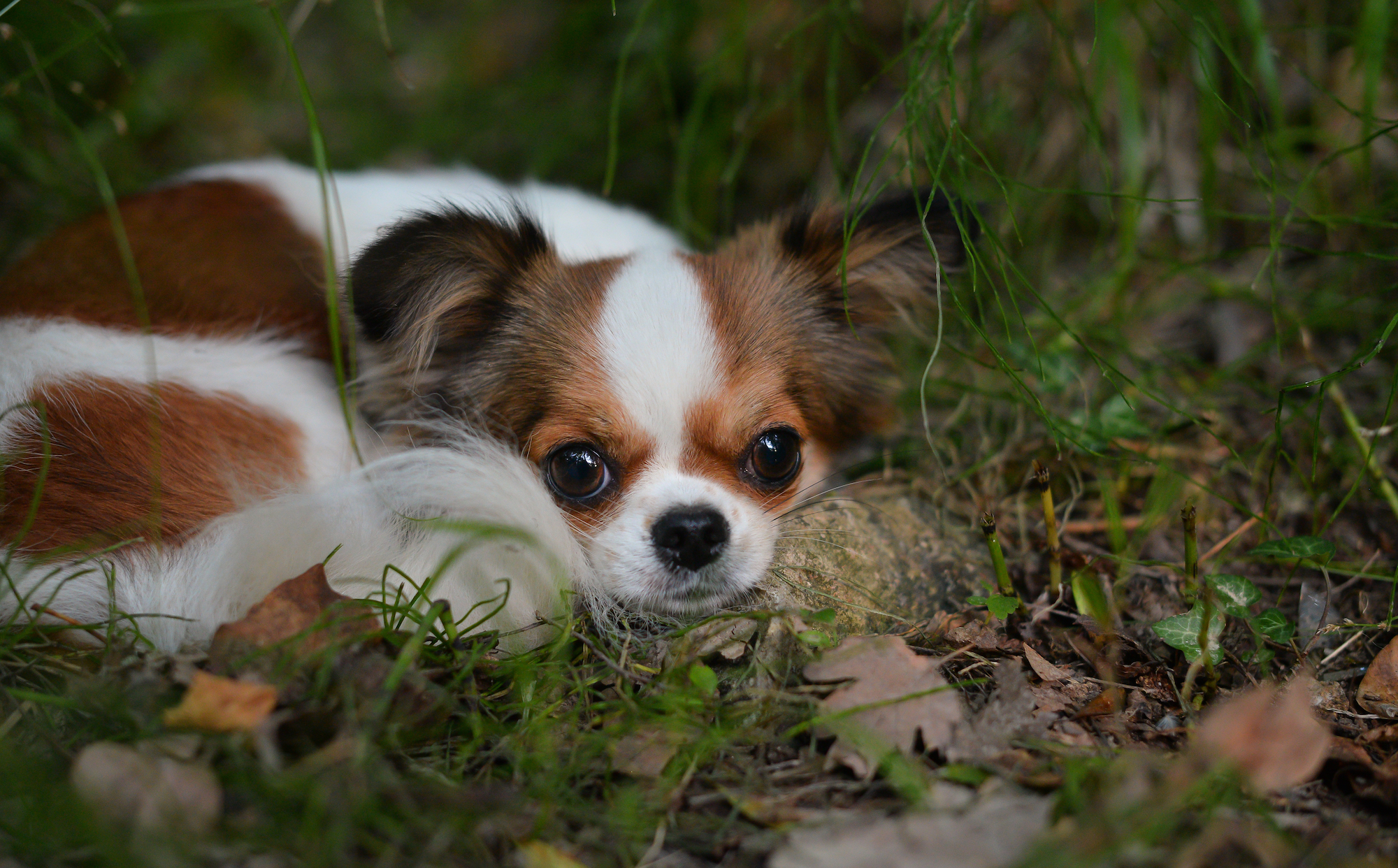 how dogs decide where to poop