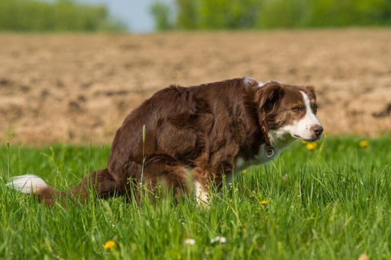 why do old dogs spin in circles