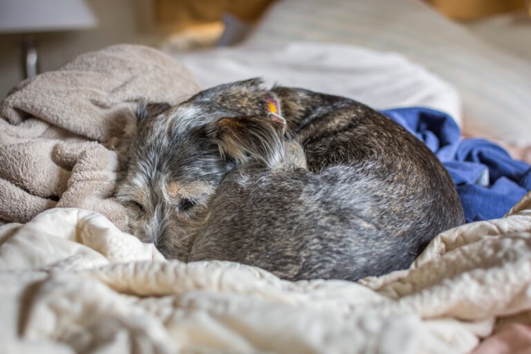 A dog curled up on a bed.