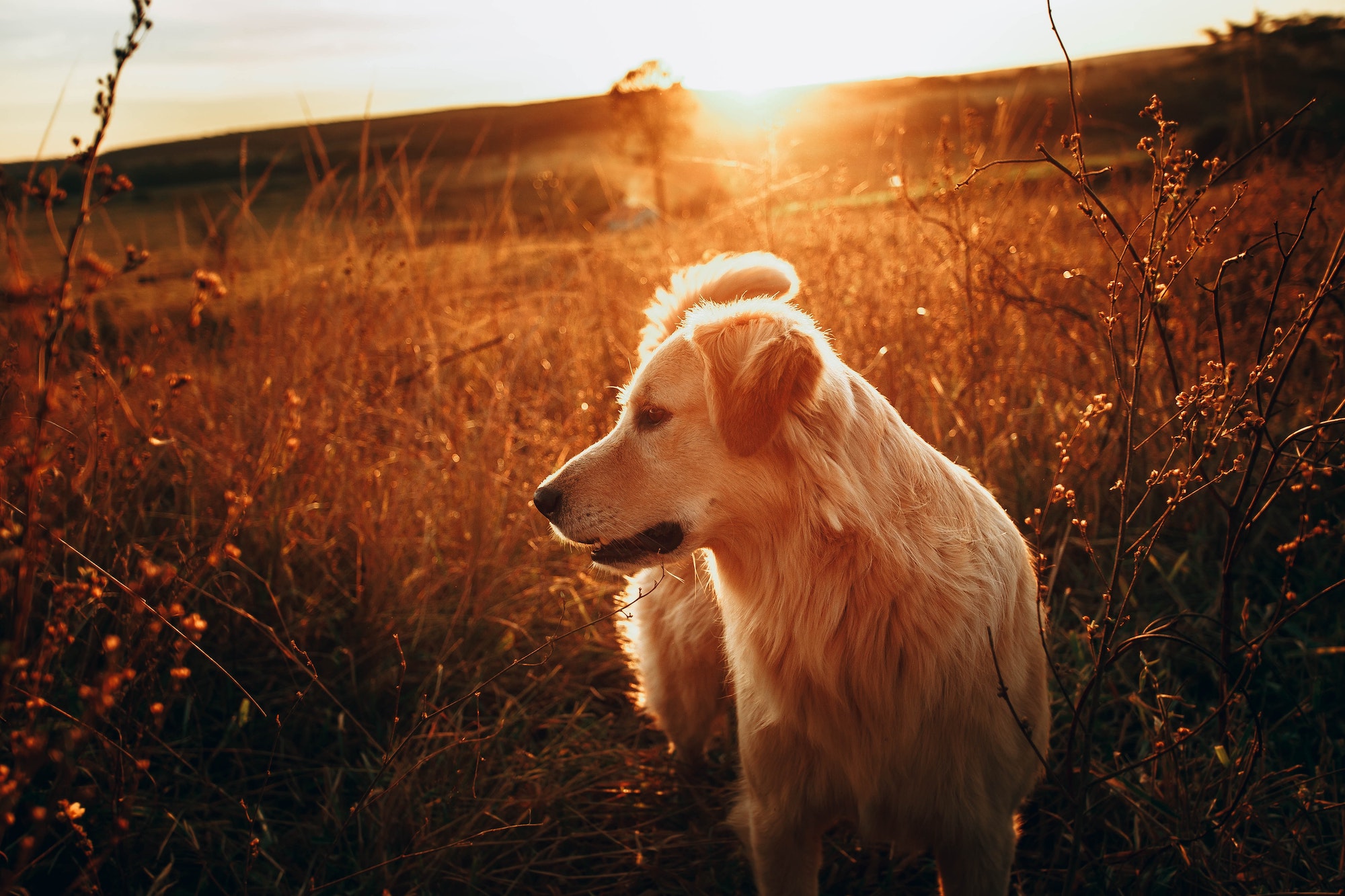 The Golden Retriever Guide Food Personality Exercise And More The Farmer S Dog