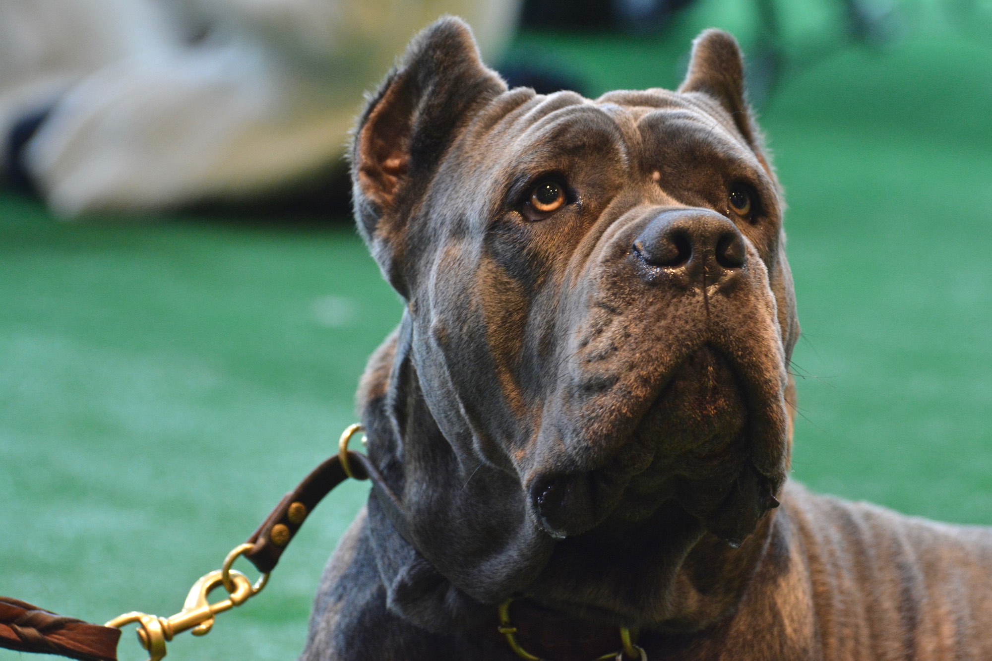 Why Is My Dog Staring At Me?