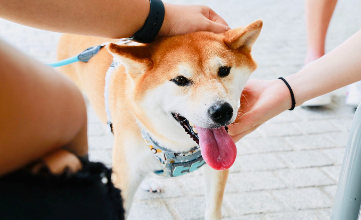 Do You Know How to Pet a Dog? Techniques Dogs Will Love