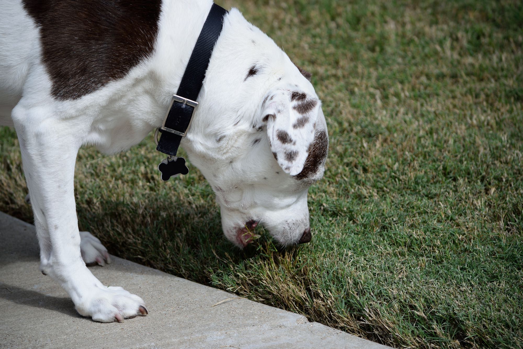 Why Do Dogs Eat Grass?