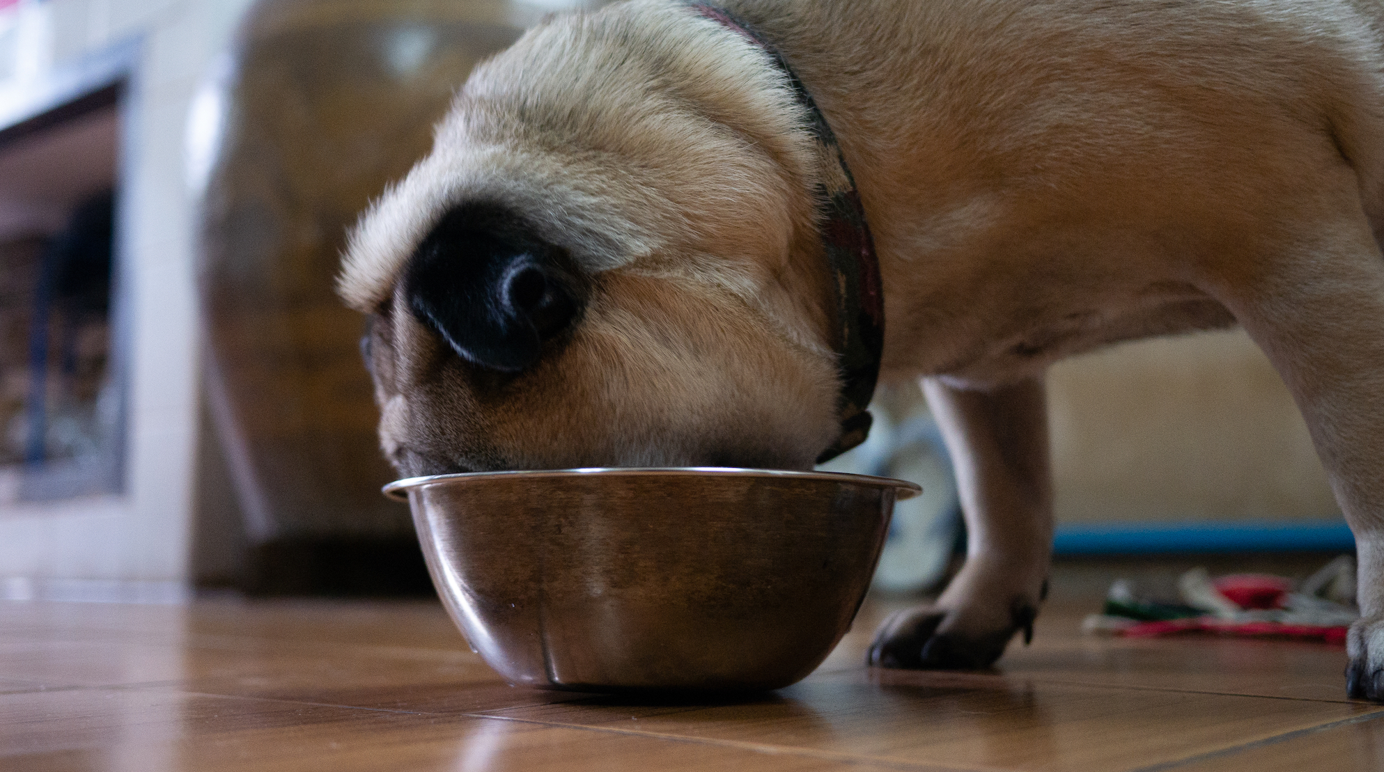 Can Dogs Eat Rice