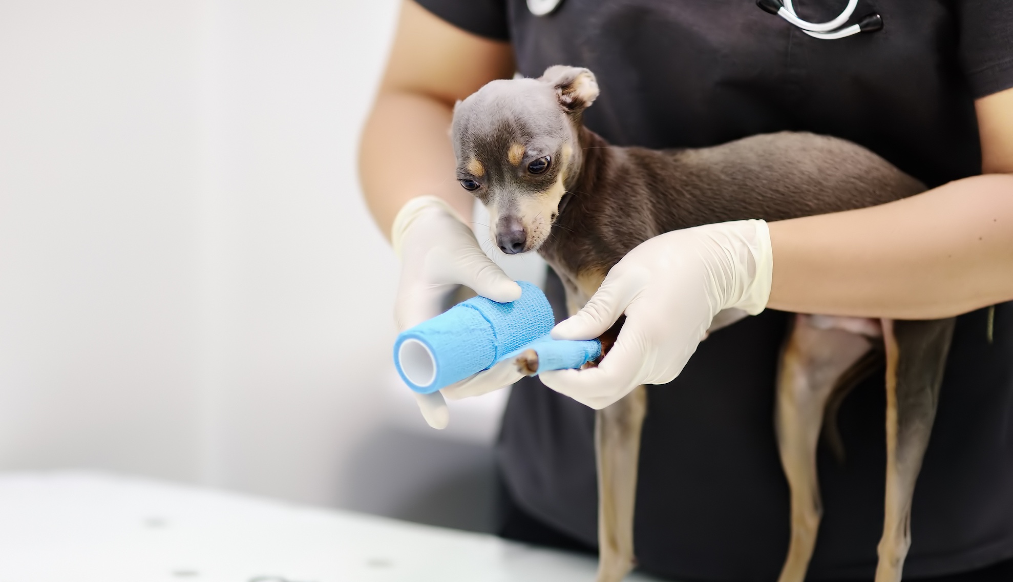 A Vet s View On How To Be A Responsible Pet Owner a-vet-s-view-on-how-to-be-a-responsible-pet-owner