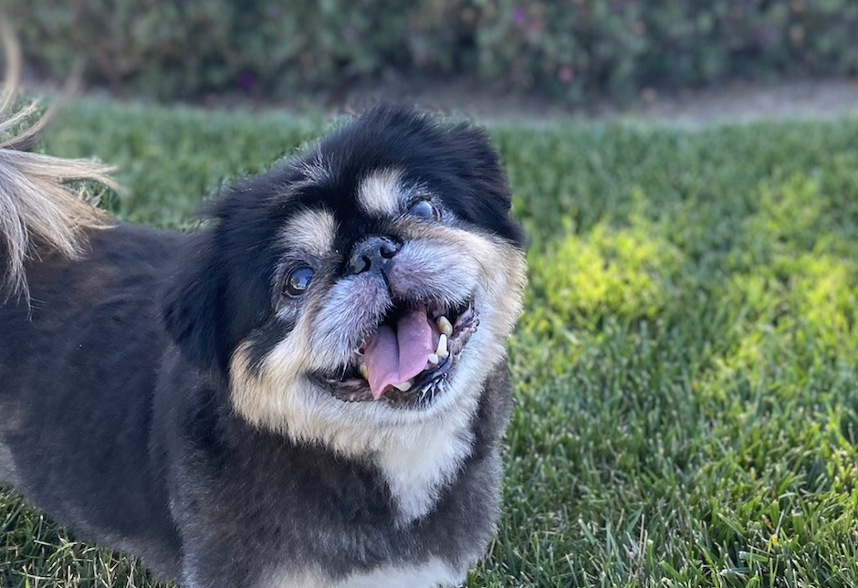 An End To Painful, Expensive Skin Problems For a Special Pekingese