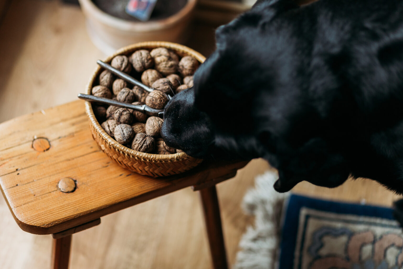 Can Dogs Eat Nuts?