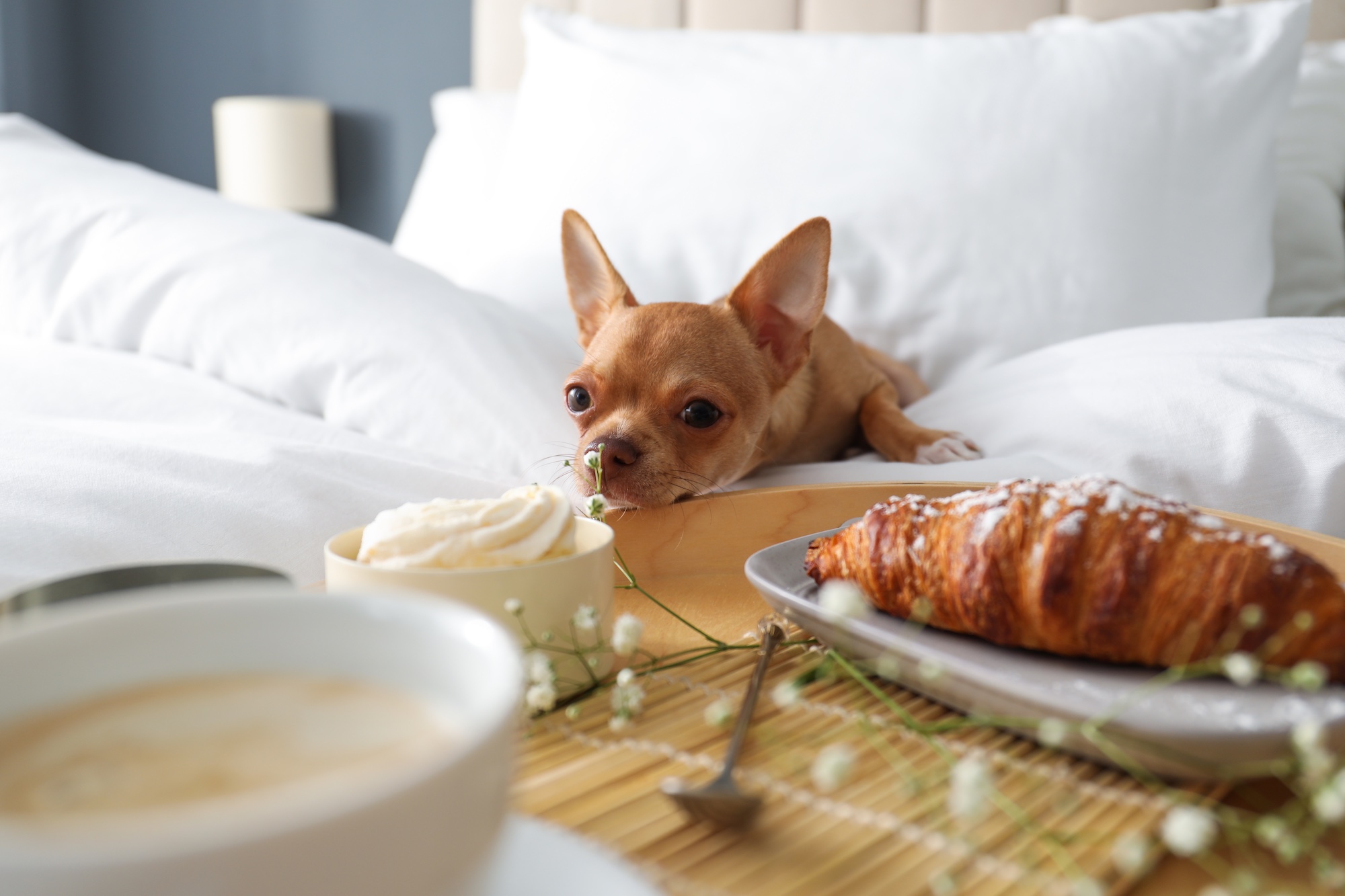 Can Dogs Eat Butter?  All About Pets, a blog by Maven