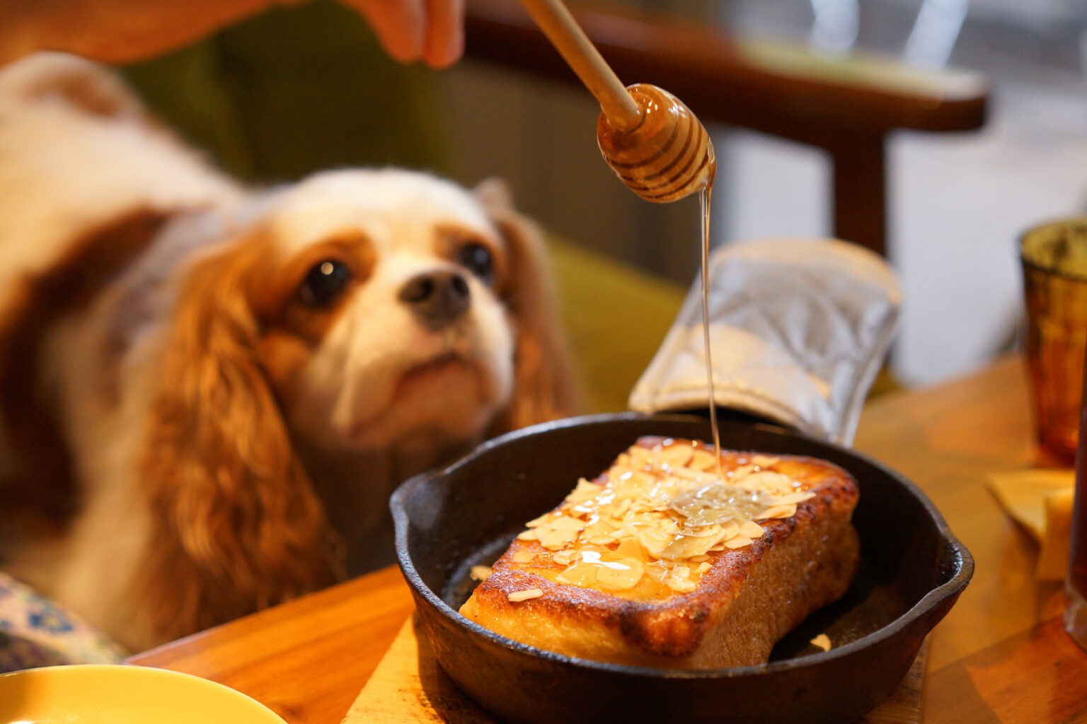 Can Dogs Eat Honey?