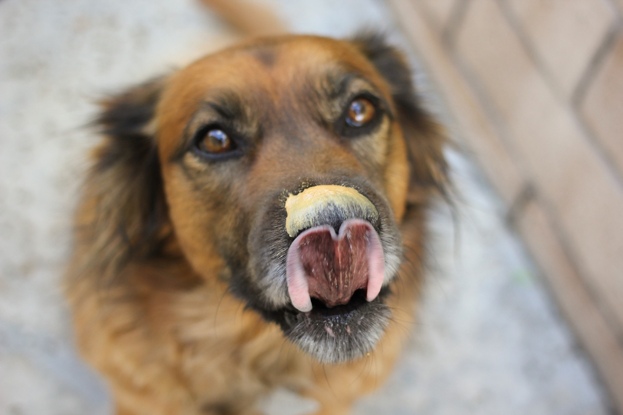 Can My Dog Eat Peanut Butter? - The Farmer's Dog