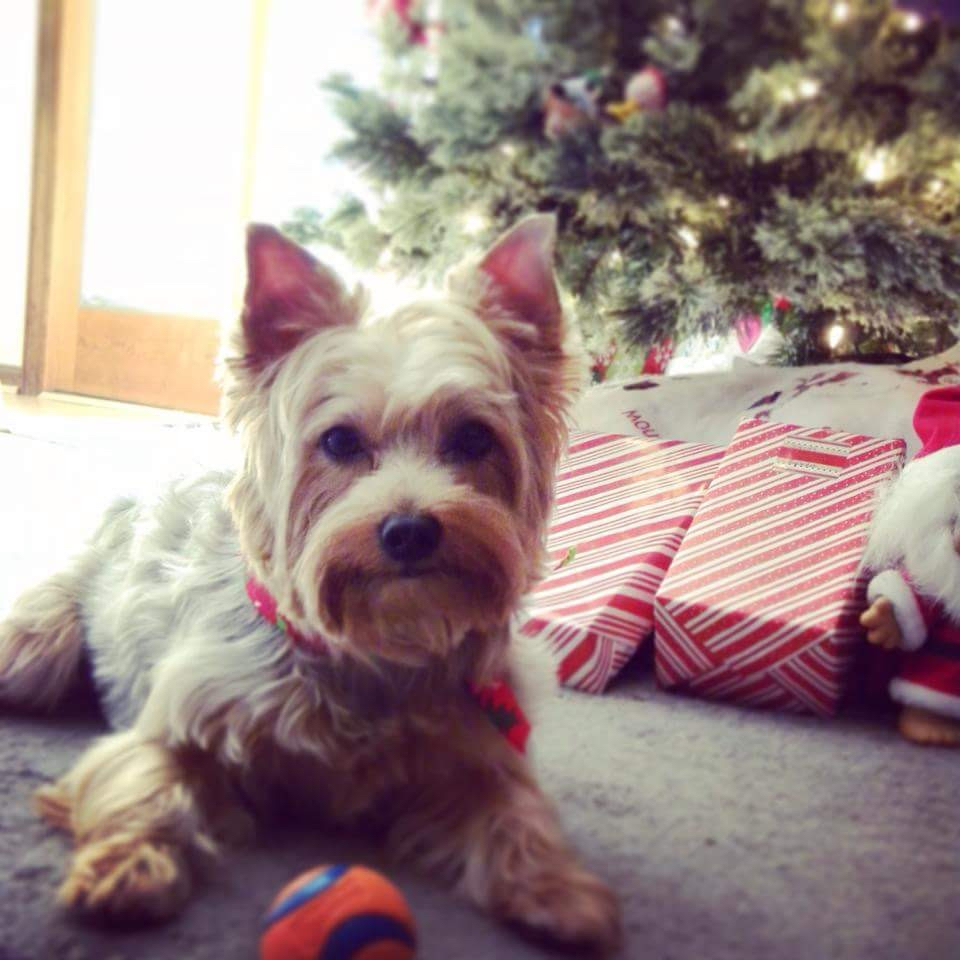 The Yorkie Guide Food, Training, and Care