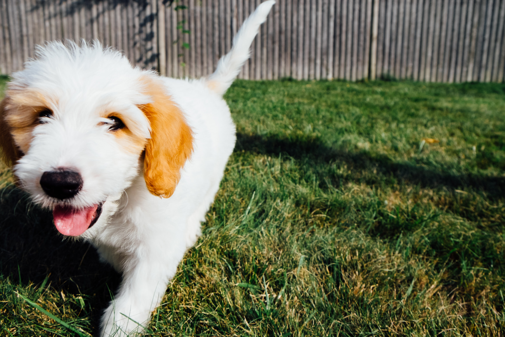 How to Potty Train a Puppy: A Step-by-Step Guide
