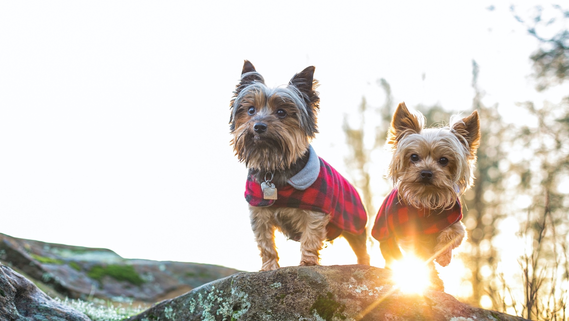 how much to feed a yorkshire terrier puppy