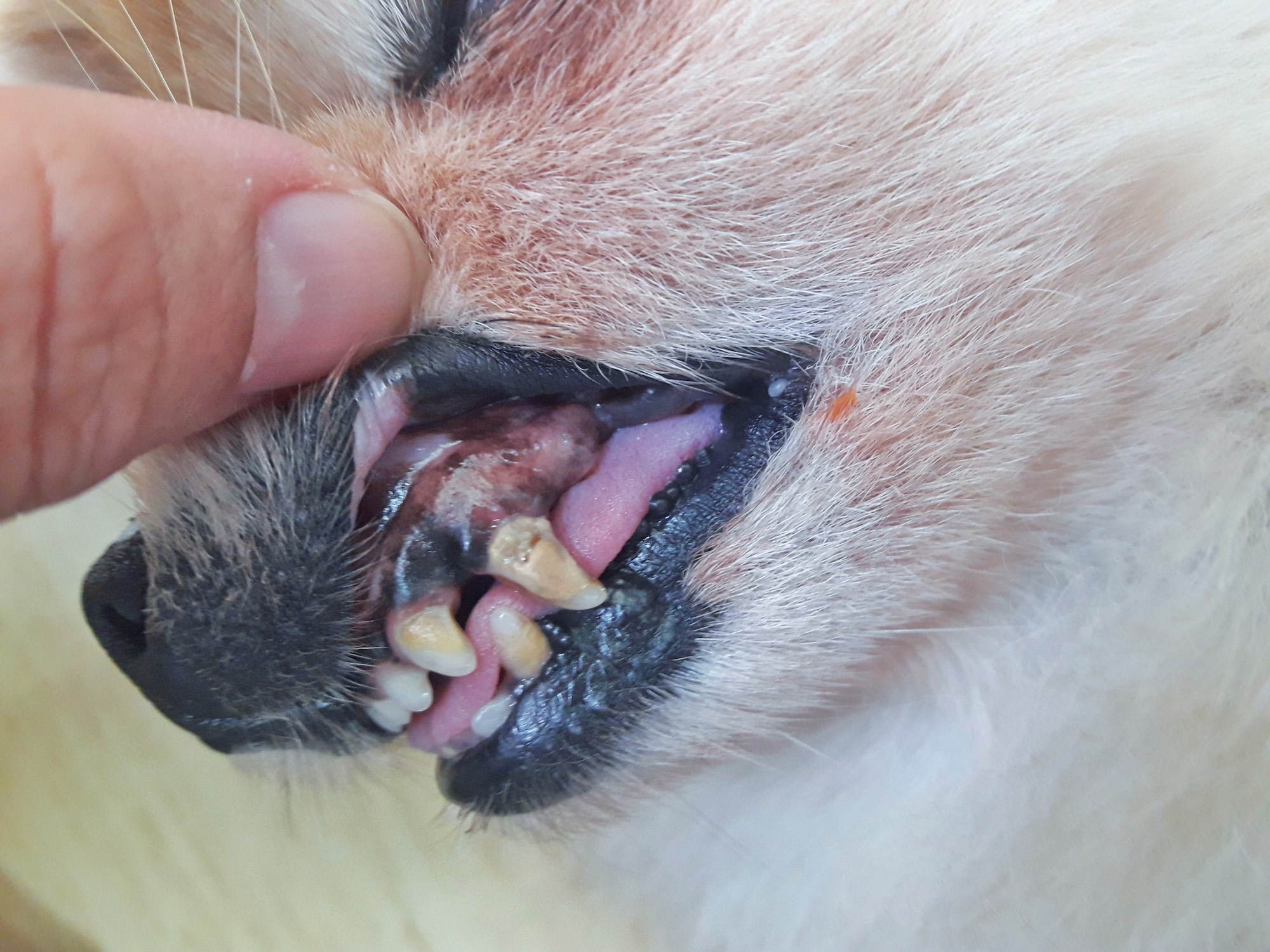 White Gums in Dogs What This and Other Gum Colors Mean