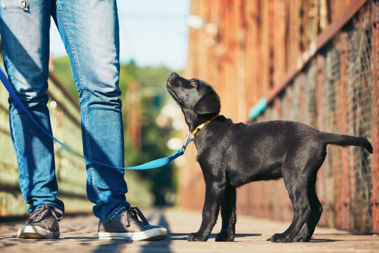 when can you start leash training a puppy