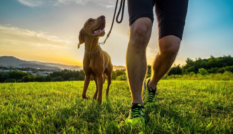 Dog running on grass | running with your dog