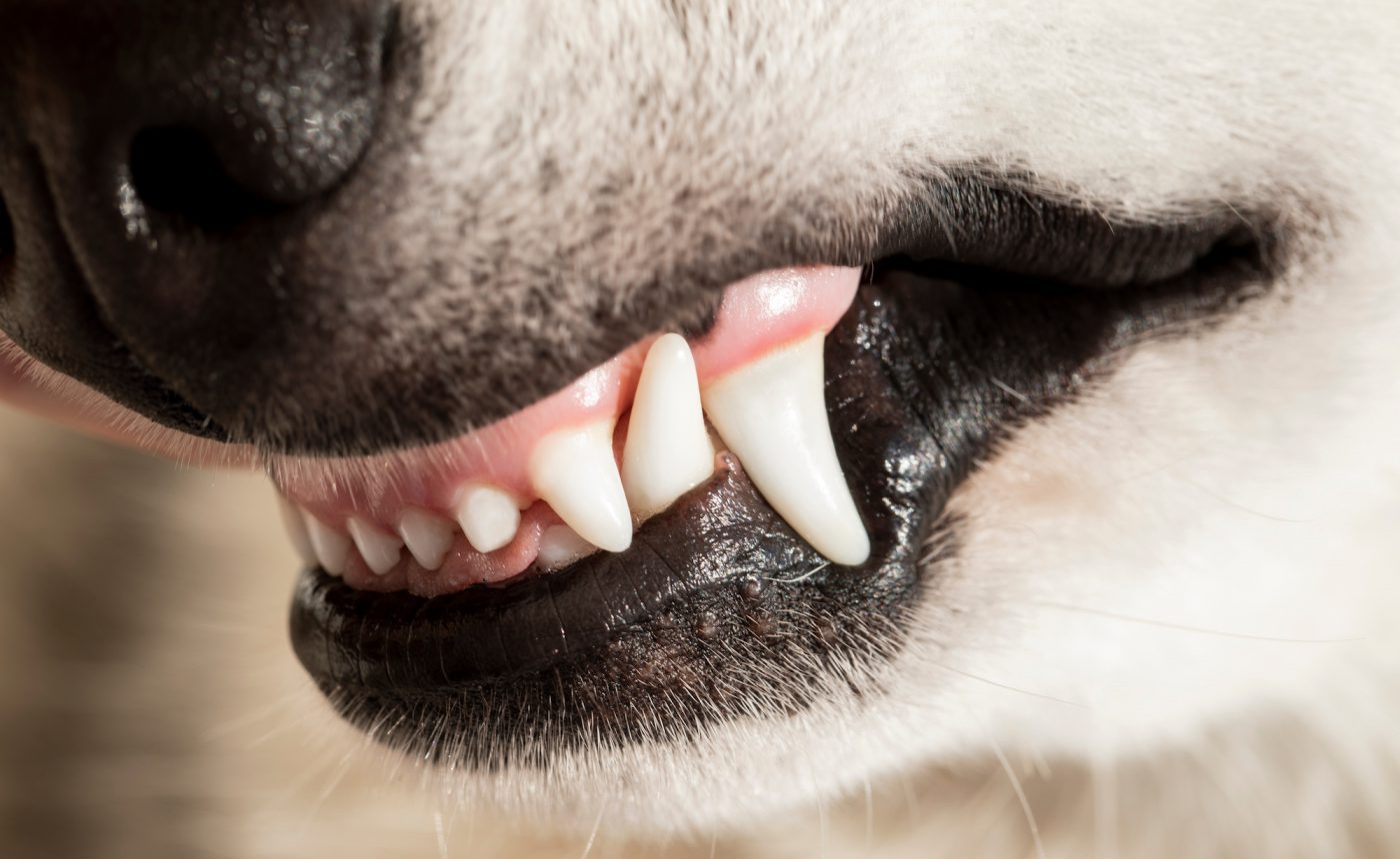 White Gums in Dogs: What This and Other Gum Colors Mean