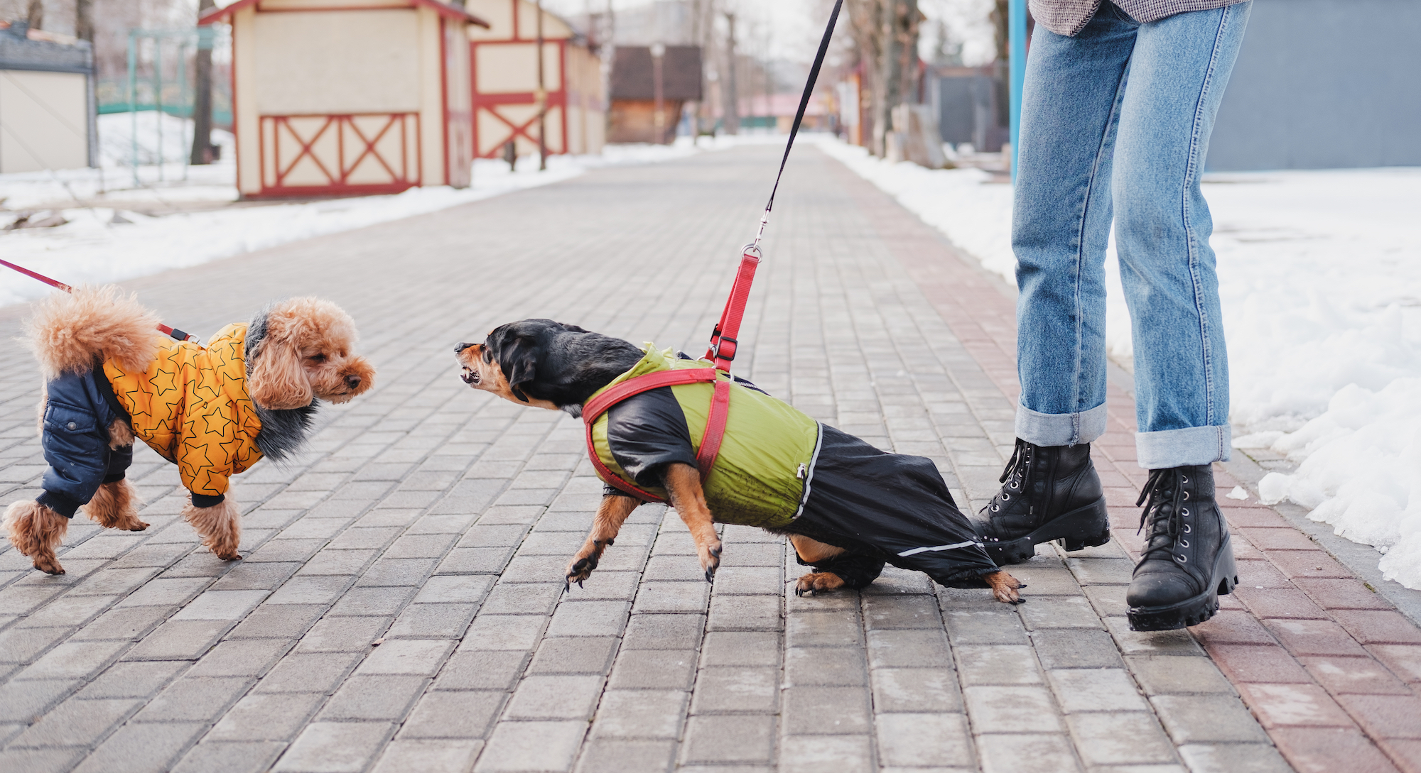 Reactive Dog Training: How to Have Better Walks