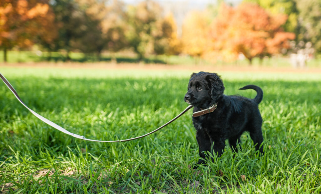 how to train a puppy to be on a leash