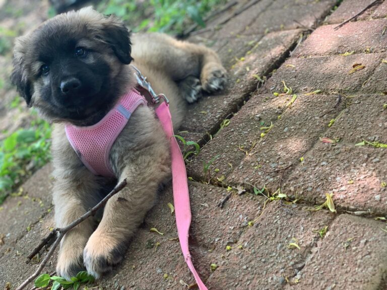 when can you start leash training a puppy