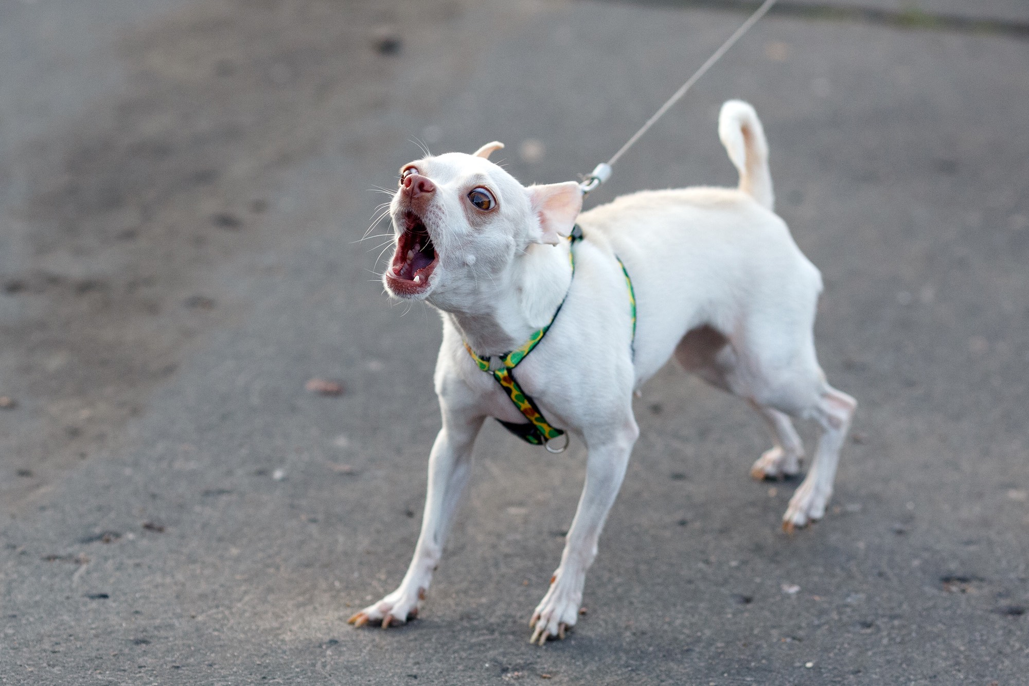 Reactive Dog Training: How to Have Better Walks