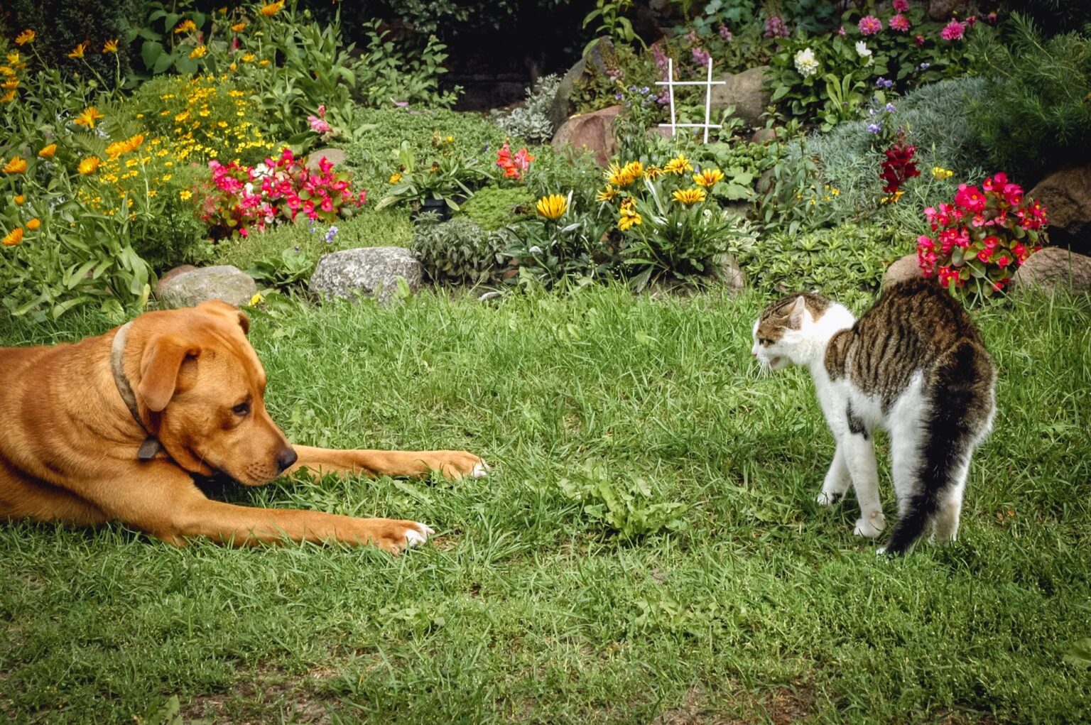 Dogs and Cats Living Together Here's How To Make it Happen Happily