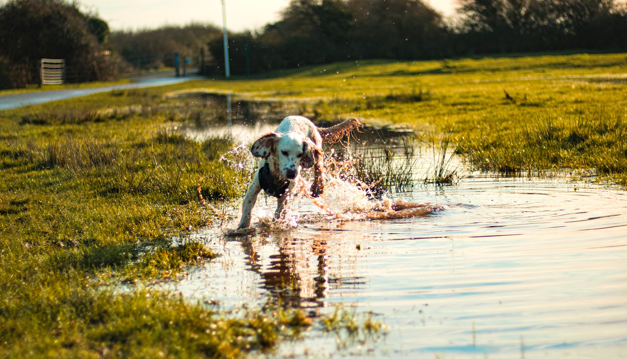 what are the signs of giardia in dogs