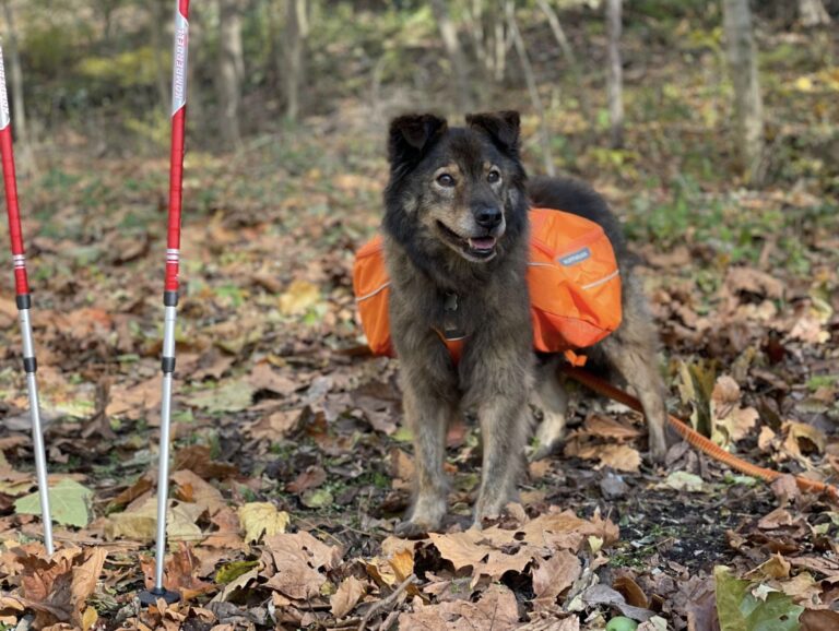 reuben, a chow/aussie mix, standing with his orange backpack on, next to hiking poles