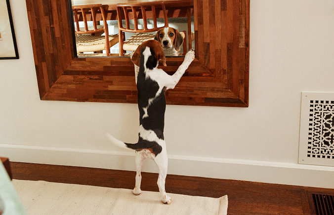 Beagle puppy looks in the mirror