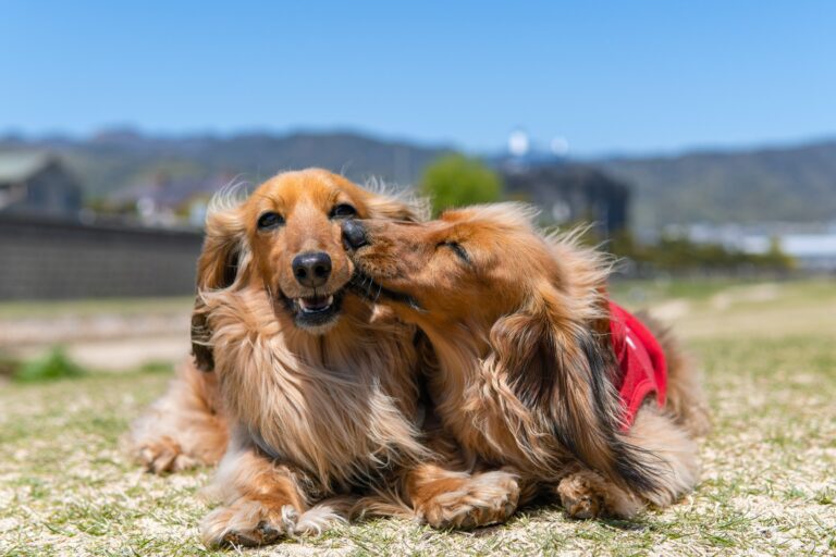 Dachshunds