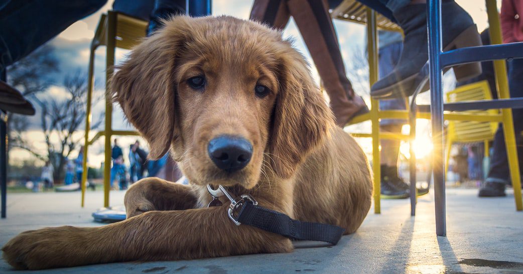 A Dog’s Dinner: Tips For Dining Out With Your Dog
