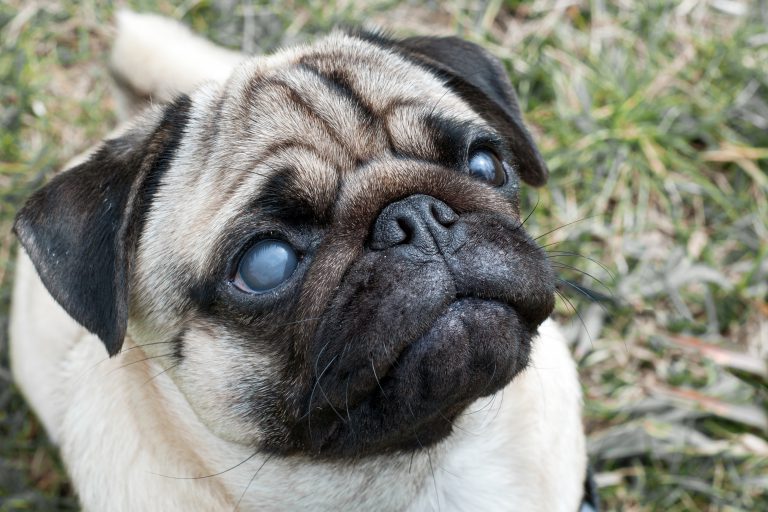 pug with cataracts in eyes