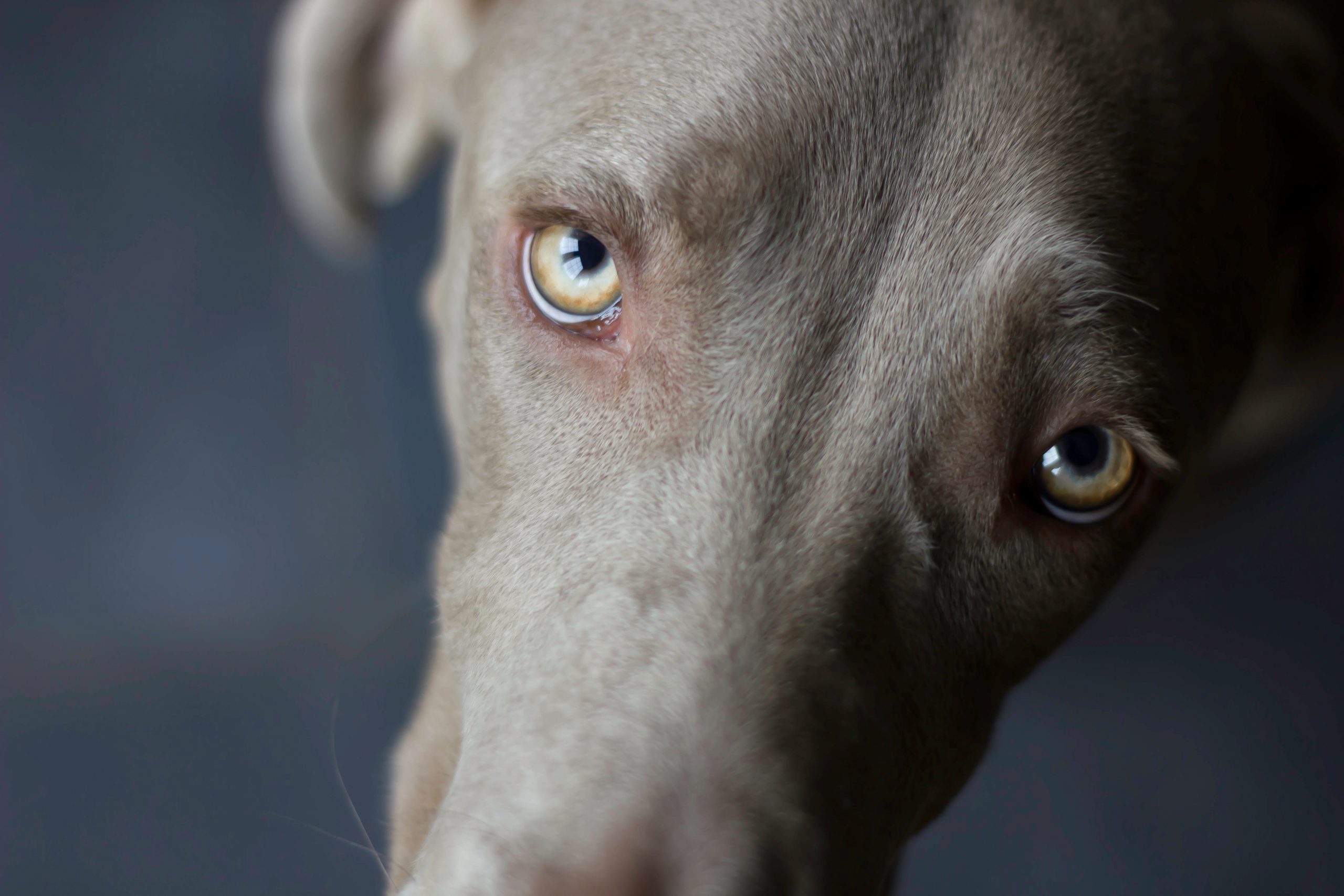 The Wonder of Your Dog’s Eyes and How to Care for Them
