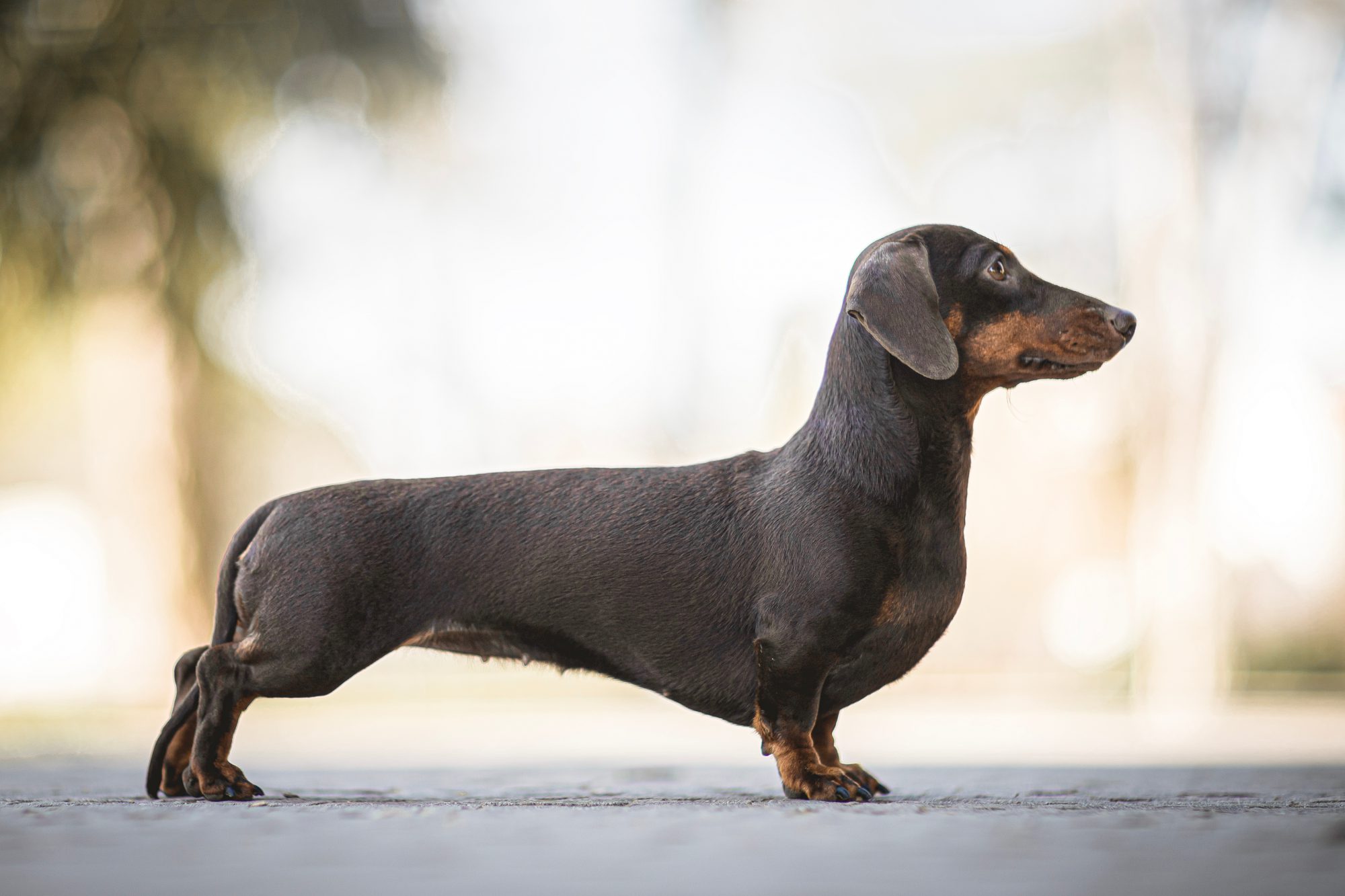 The Dachshund Guide History Personality Food Training Care And