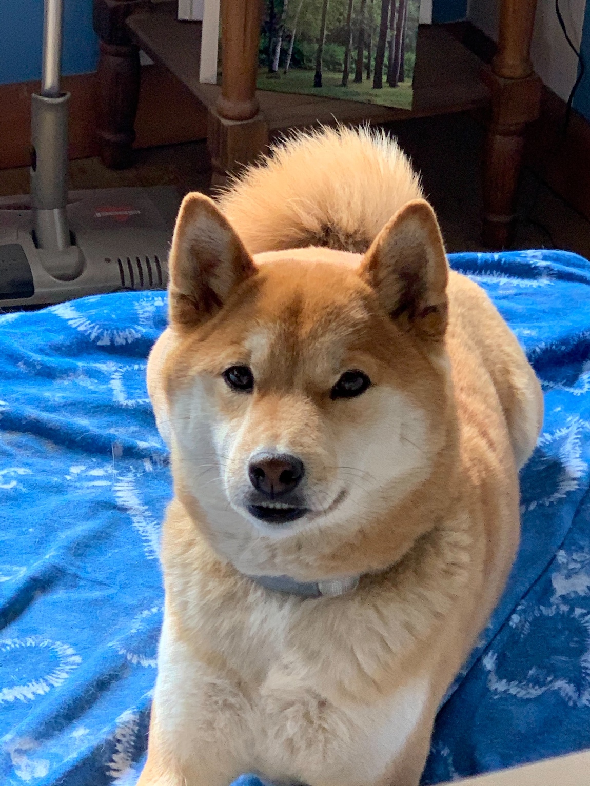 The Shiba Inu Care Guide Personality, History, Food, and More The